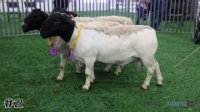 Ram #2
