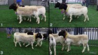 All Animals