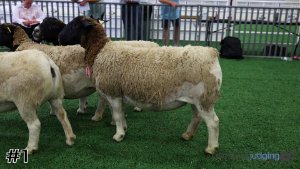 Class #4 Breeding Ewes thumbnail