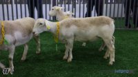 Ewe #1