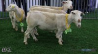 Ewe #2