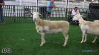 Ewe #3