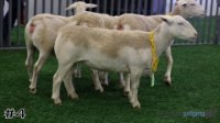 Ewe #4