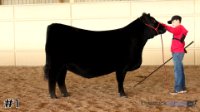 Heifer #1
