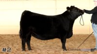Heifer #2