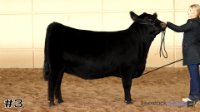 Heifer #3