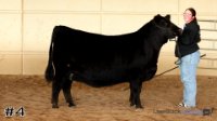 Heifer #4