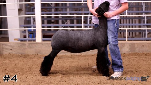 livestock judging