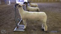 Lamb #1