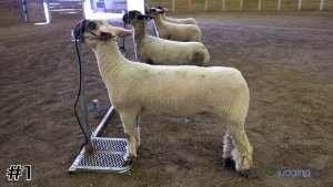 Class #1 Market Lambs thumbnail