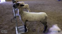Lamb #2
