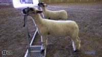 Lamb #3