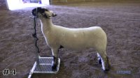 Lamb #4