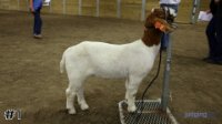 Goat #1
