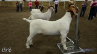 Goat #4