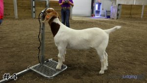 Class #6 Market Goats thumbnail
