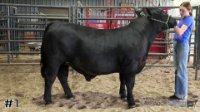 Steer#1