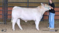 Steer#2