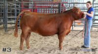 Steer#3
