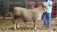 Steer#4