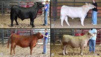 All Animals