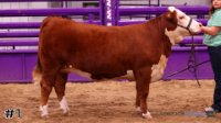 Heifer #1