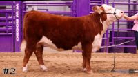 Heifer #2