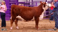 Heifer #3