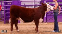 Heifer #4