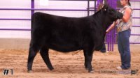Heifer #1