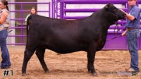 Heifer #2