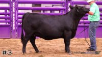 Heifer #3