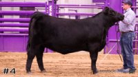 Heifer #4