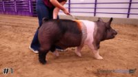 Hog #1