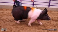Hog #2