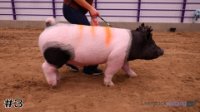 Hog #3
