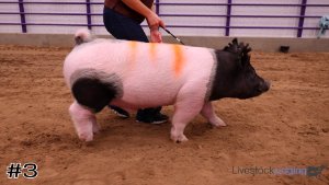 Class #8 Market Swine thumbnail
