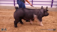 Hog #4