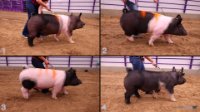 All Animals