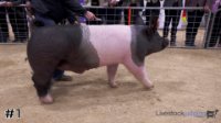 Hog #1