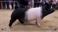Hog #2