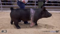 Hog #3