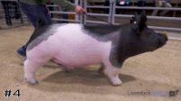 Hog #4