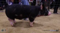 Hog #1