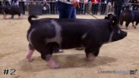Hog #2