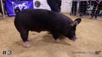 Hog #3