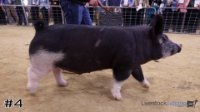 Hog #4