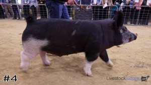 Class #6 Market Swine thumbnail