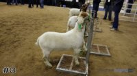 Wether#3