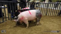 Hog#1